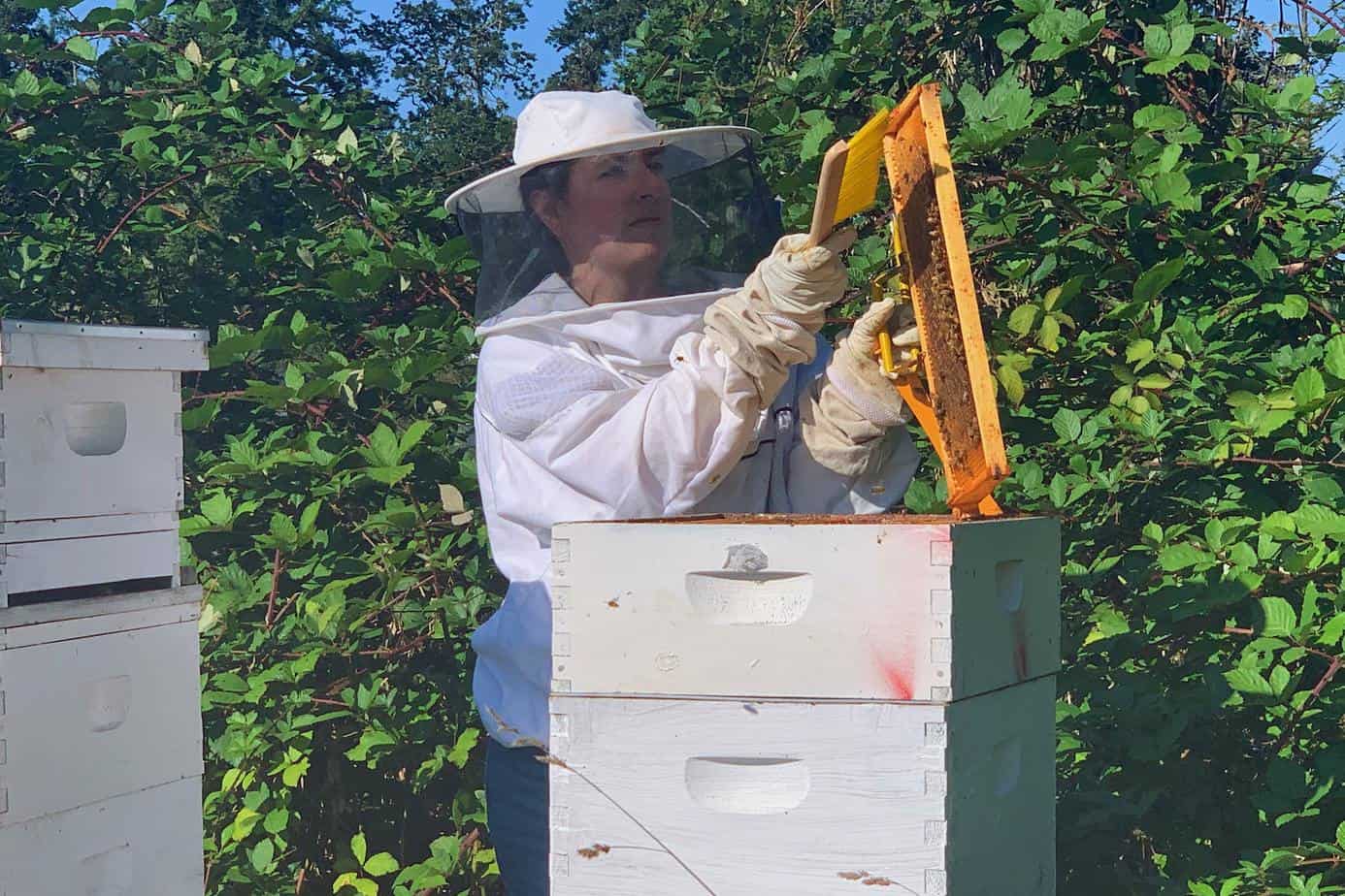 is beekeeping profitable