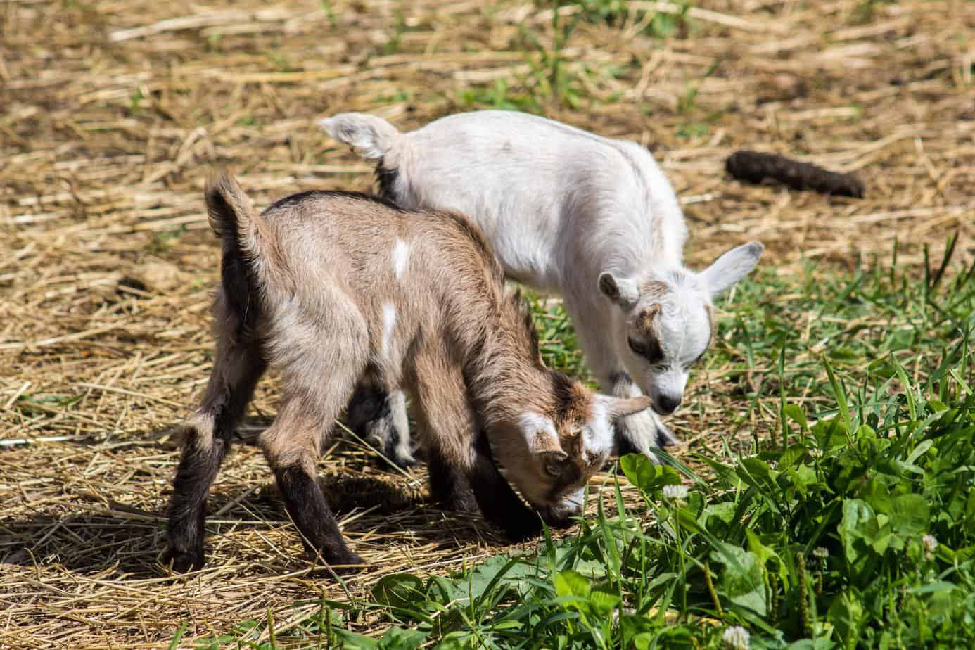 do goats need grain