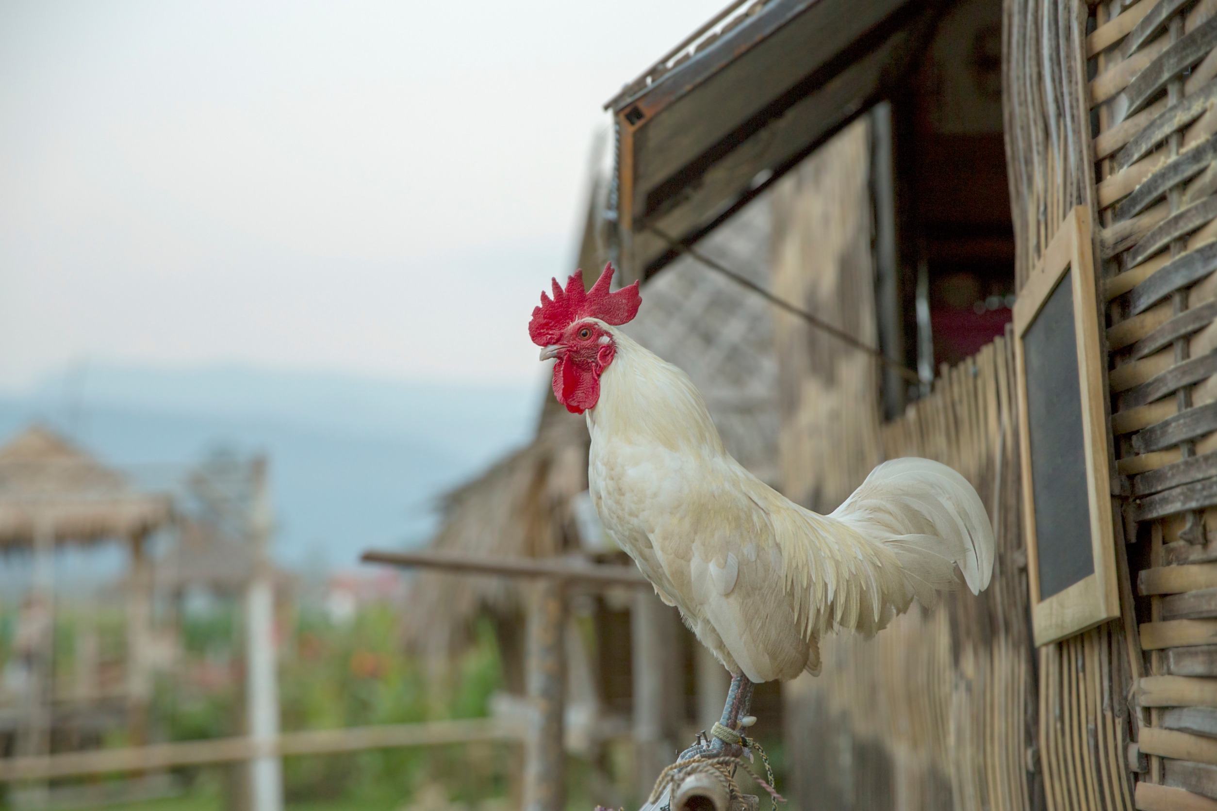 A chicken standing outside a chicken coop.
