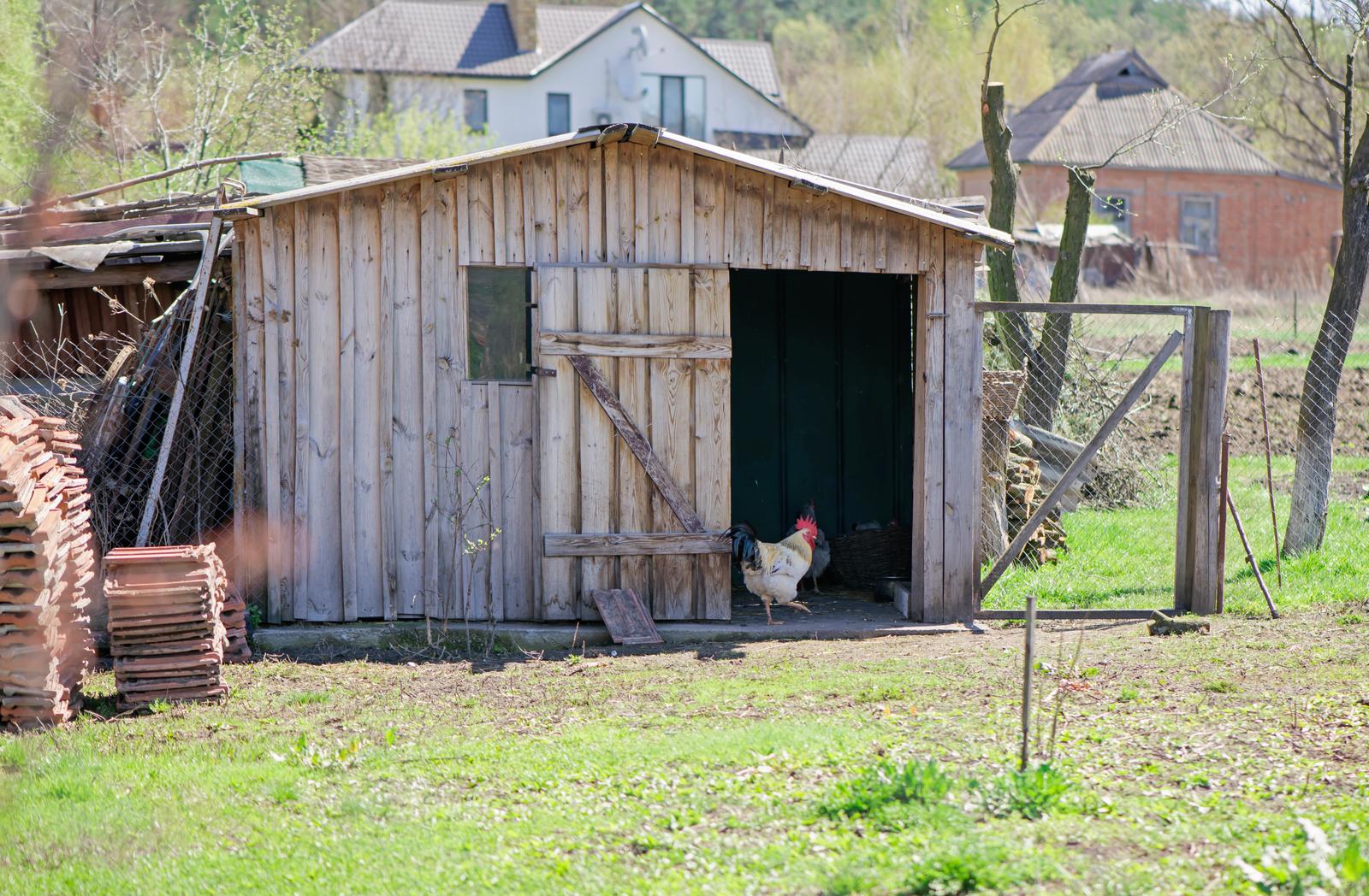 A chicken standing by the entrance of a chicken shed.