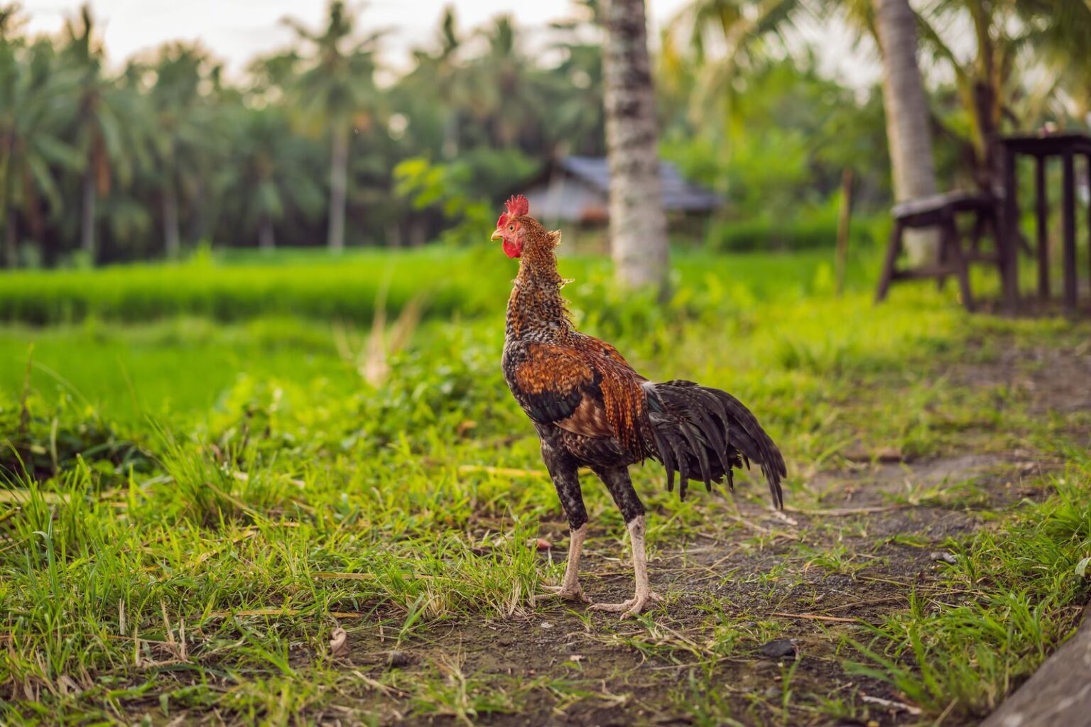 What Does A Chicken House Mean