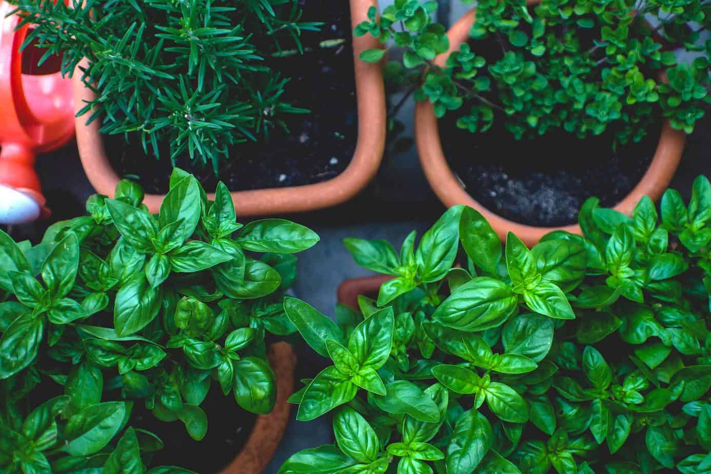 Most profitable herbs to grow