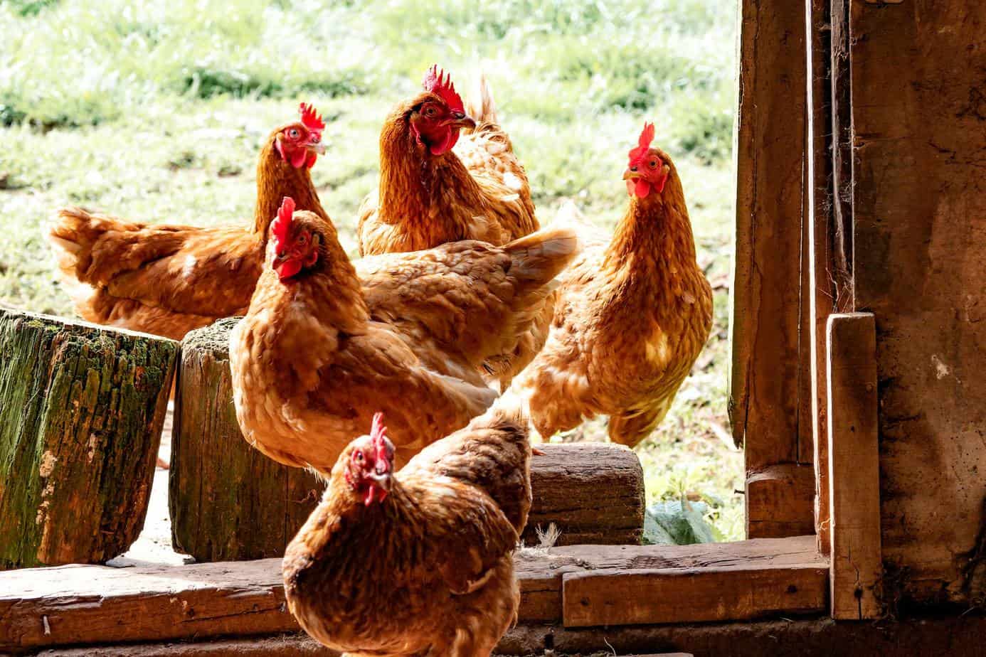 where to find rescue chickens