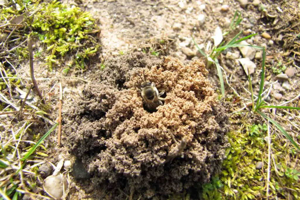 Which Bees Live in the Ground? (and What to Do About Them) ODH