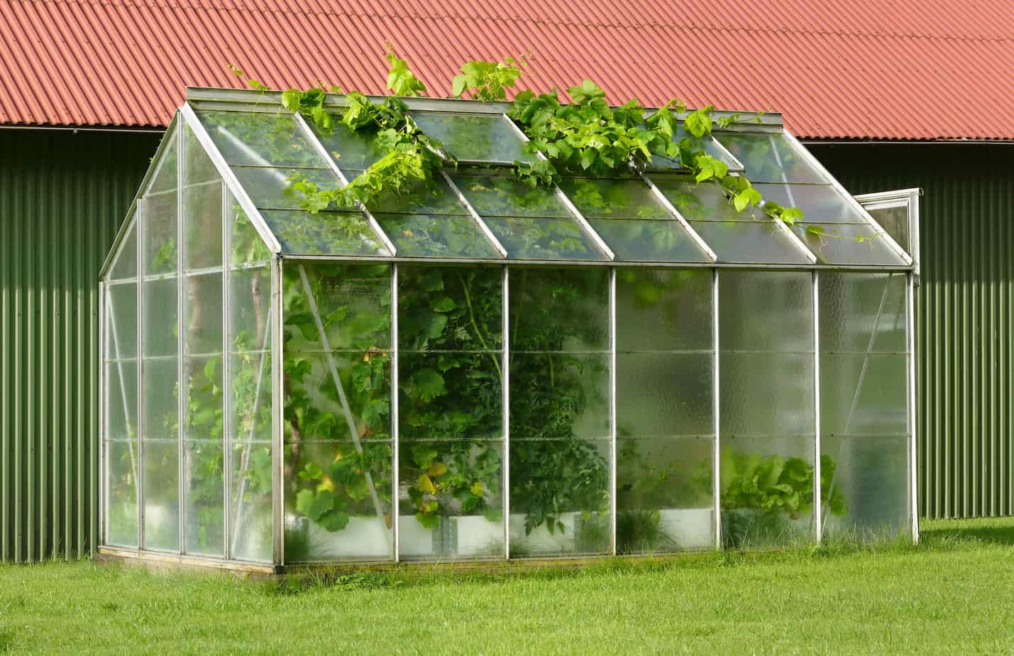 crops suitable for greenhouse farming