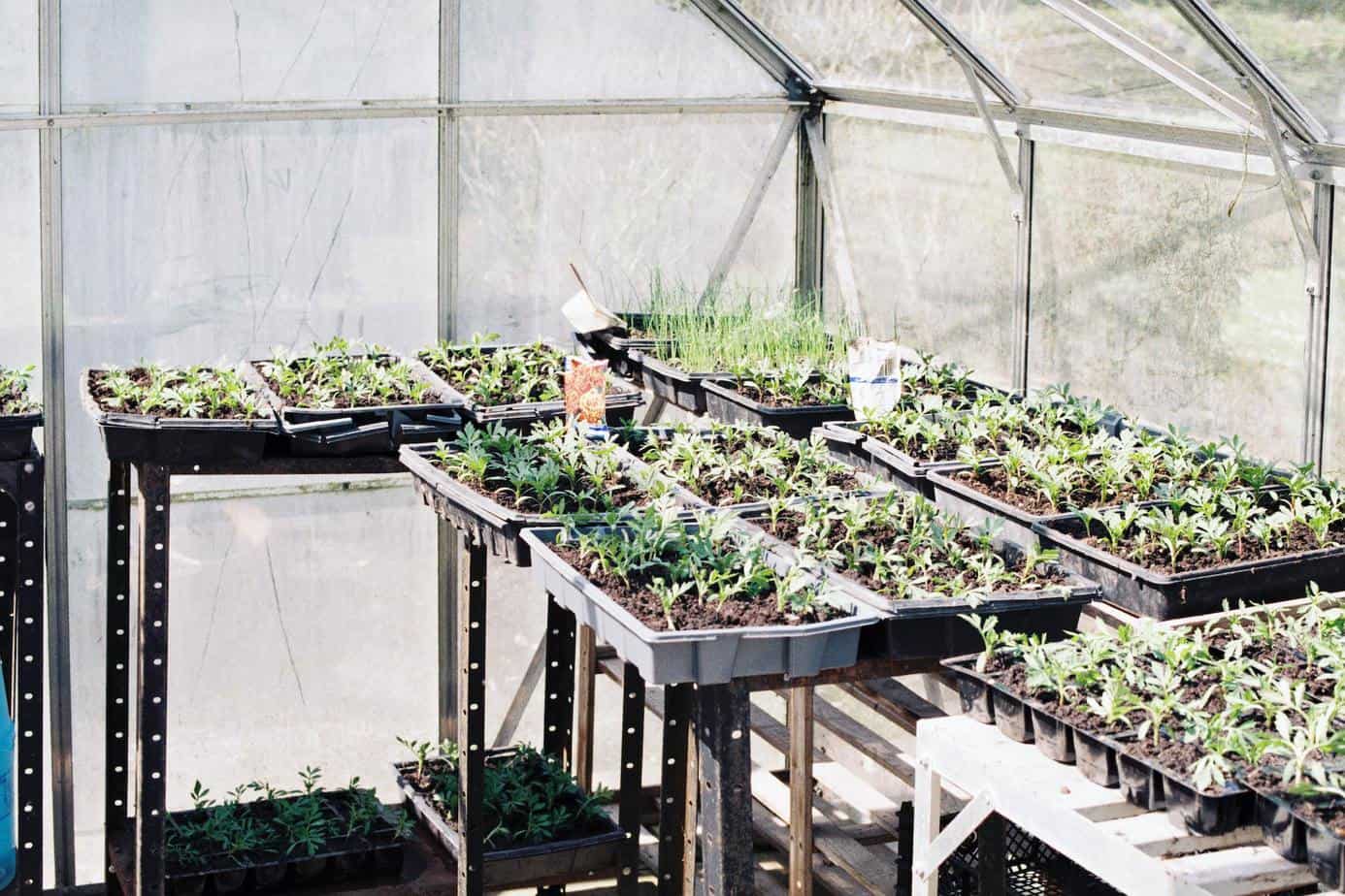 how to build a budget greenhouse