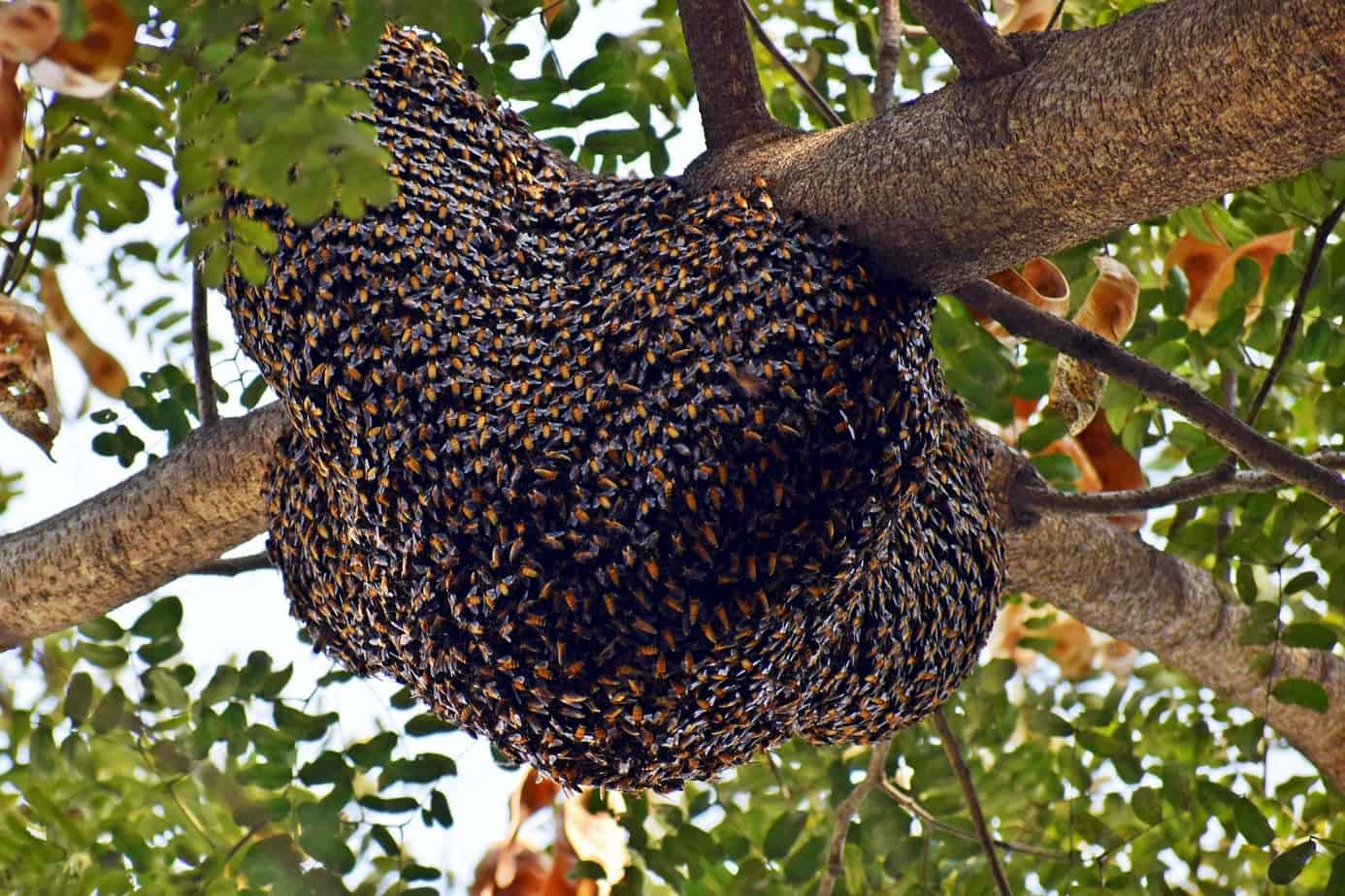 how to start a beehive with wild bees