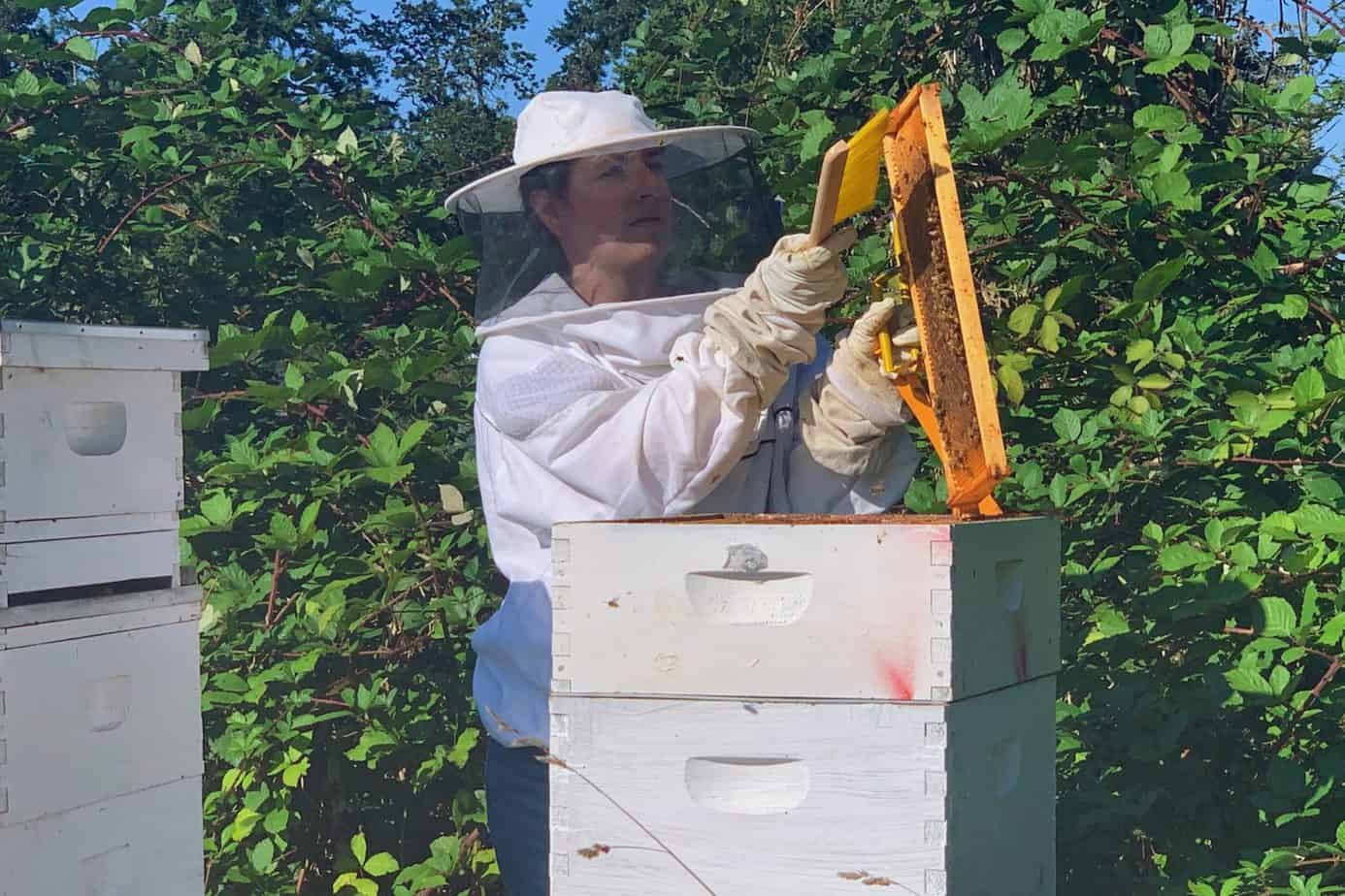 Is Beekeeping Profitable? Beekeeping Startup Costs And Grants | ODH