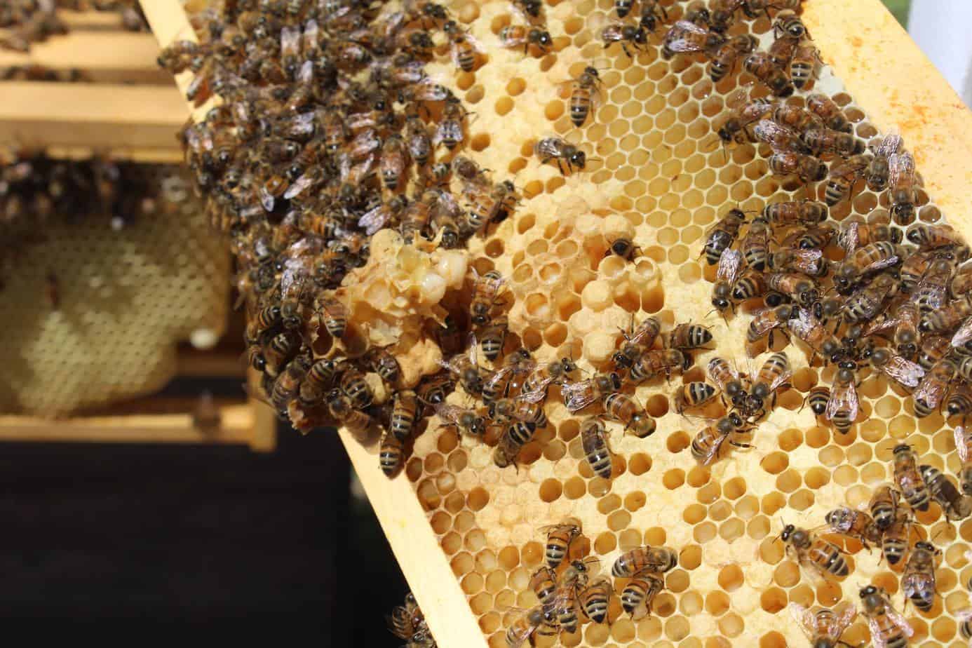 Honey Scraper Beekeeping Fork Bee Hive Extractor Equipment Tool Wax Comb Harvest 