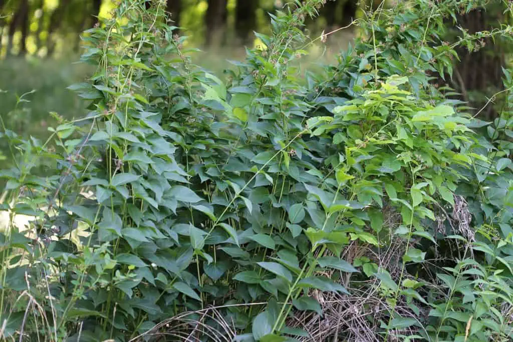 what eats the dog strangling vine