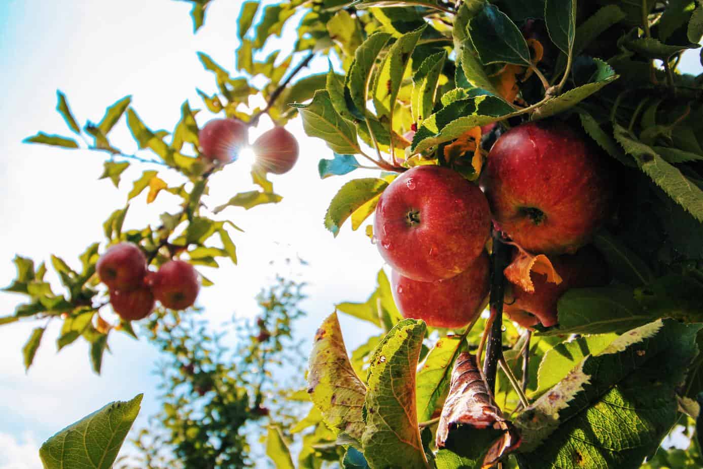 how to grow apple trees