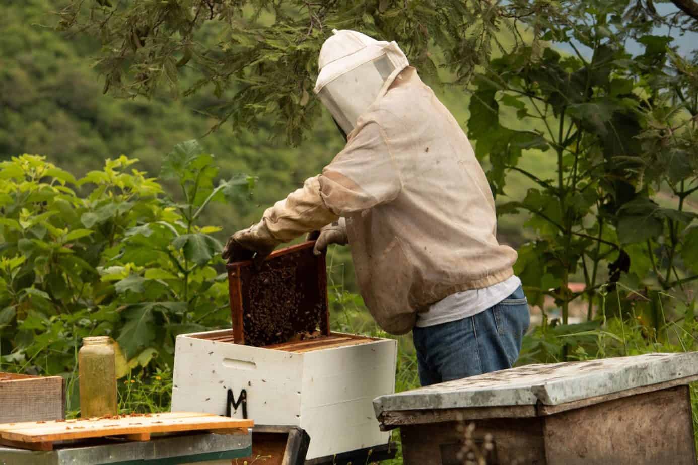 Is It Safe to Keep Bees in Your Backyard? Maybe... | ODH