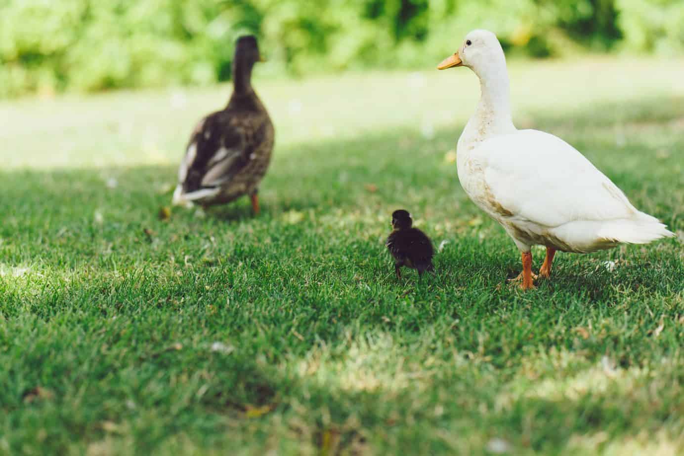 Are Ducks Good Pets? Here are their Pros and Cons. ODH
