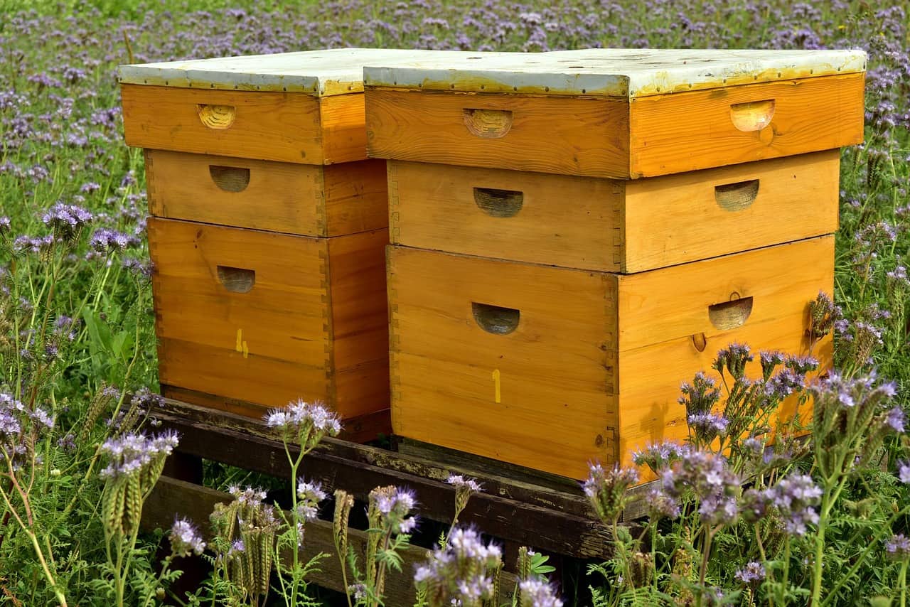 what is the best beehive to buy