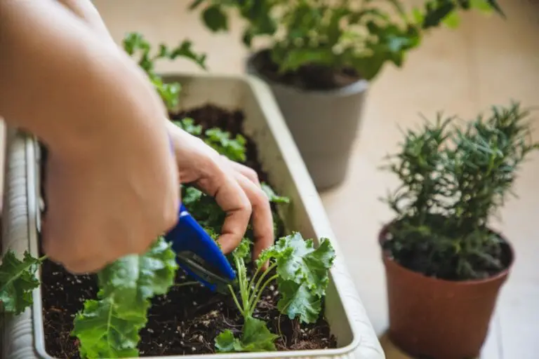 How to Grow Kale A Gardener's Guide ODH