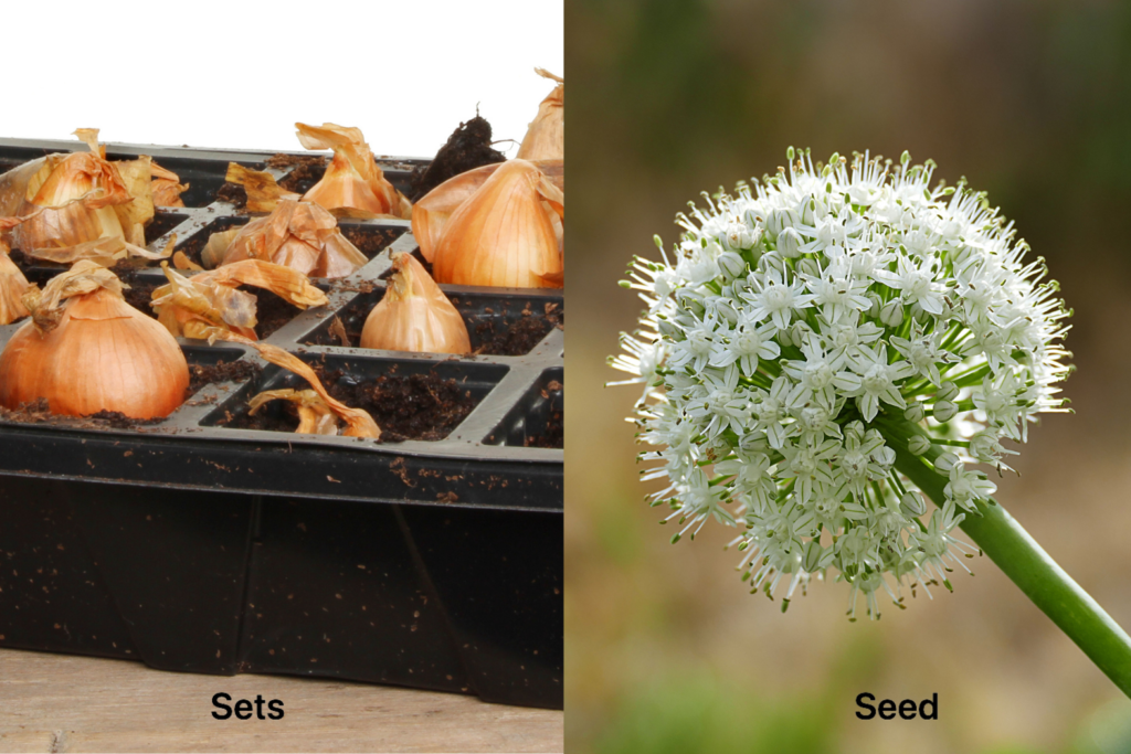 How to Grow Green Onions from Seed or Sets