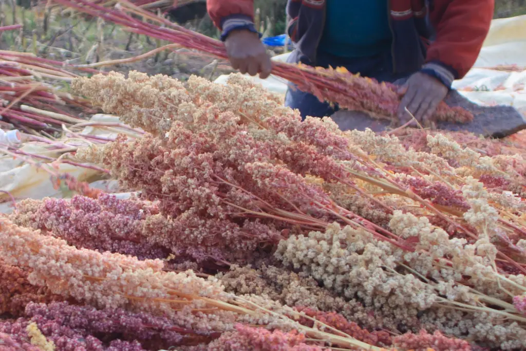 How to grow quinoa