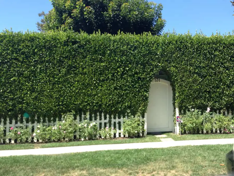 Grow-Hedgerow-Fence