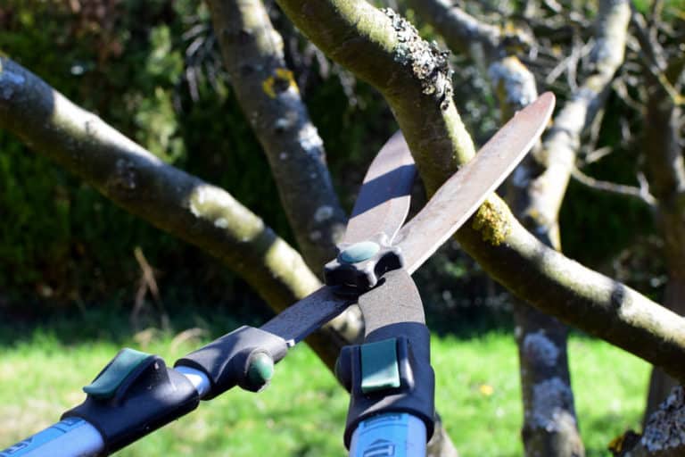 8 Uses of Hedge Shears When and How to Use? ODH