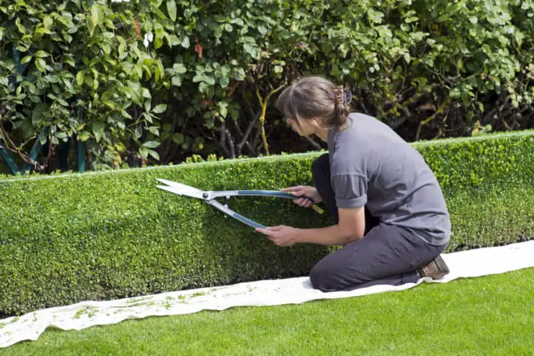 8 Uses of Hedge Shears When and How to Use? ODH