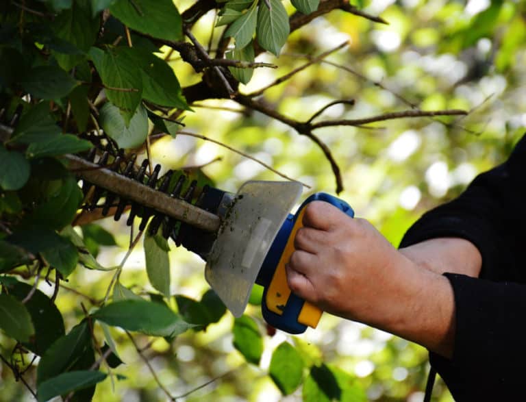 Hedge Shears vs. Hedge Trimmer A Pruning Tools Guide ODH