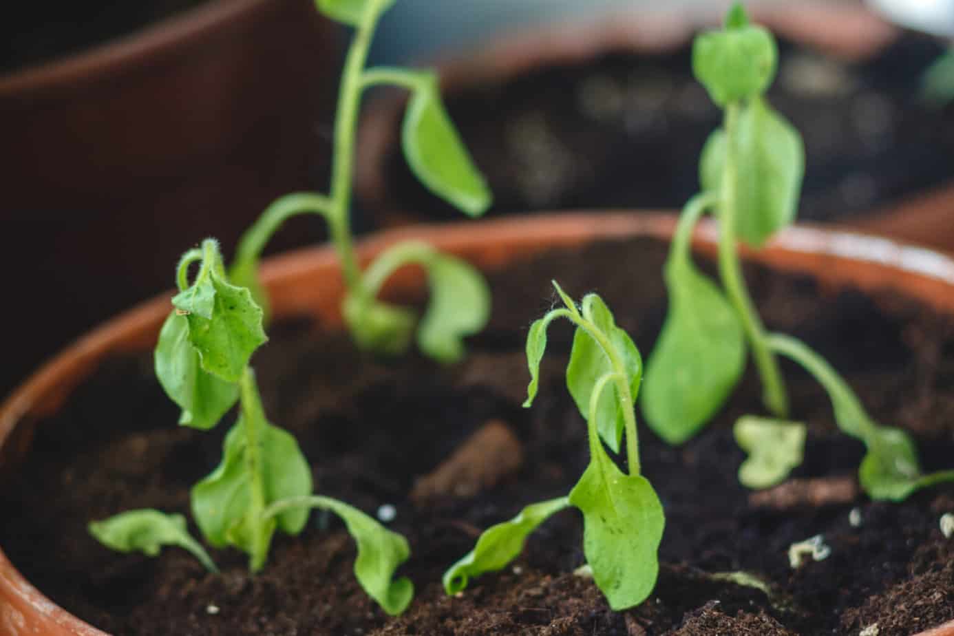Cucumber Seedlings Wilting? Try This... ODH