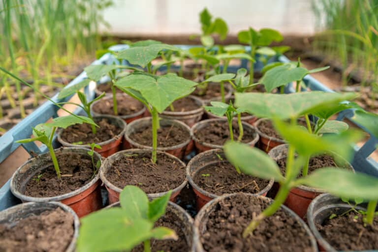 Cucumber Seedlings Turning Yellow? Follow these Tips! ODH