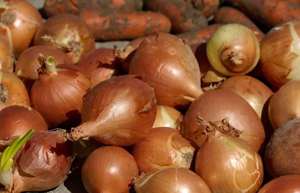 What Is A Mild Onion Called What Is A Mild Onion Called