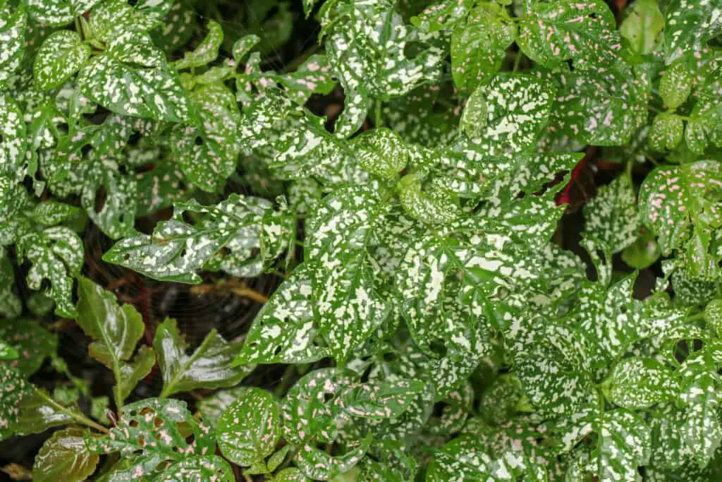 Is Your Polka Dot Plant Dying? Read This! ODH