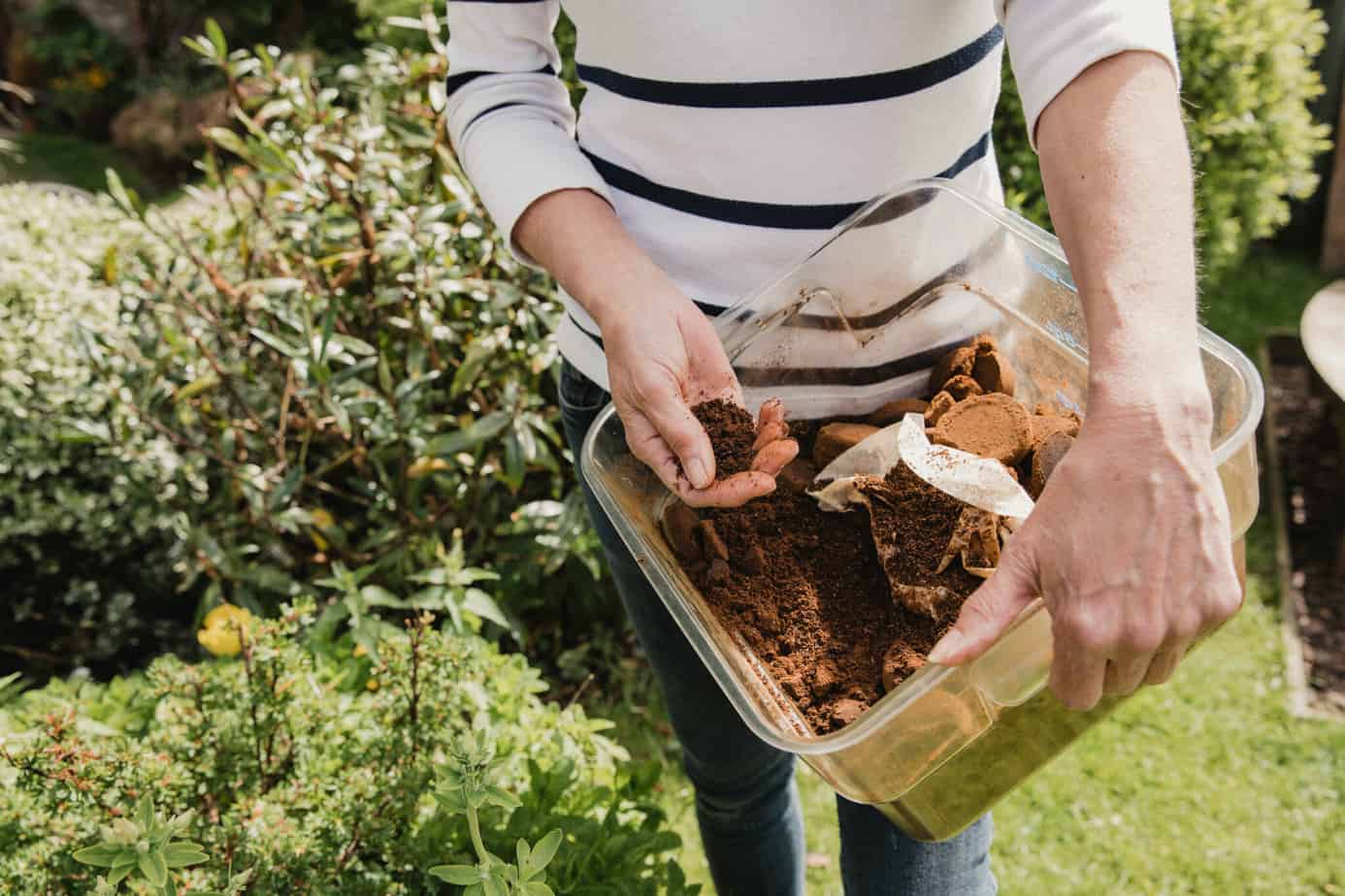 do-hibiscus-like-coffee-grounds-plant-101-odh