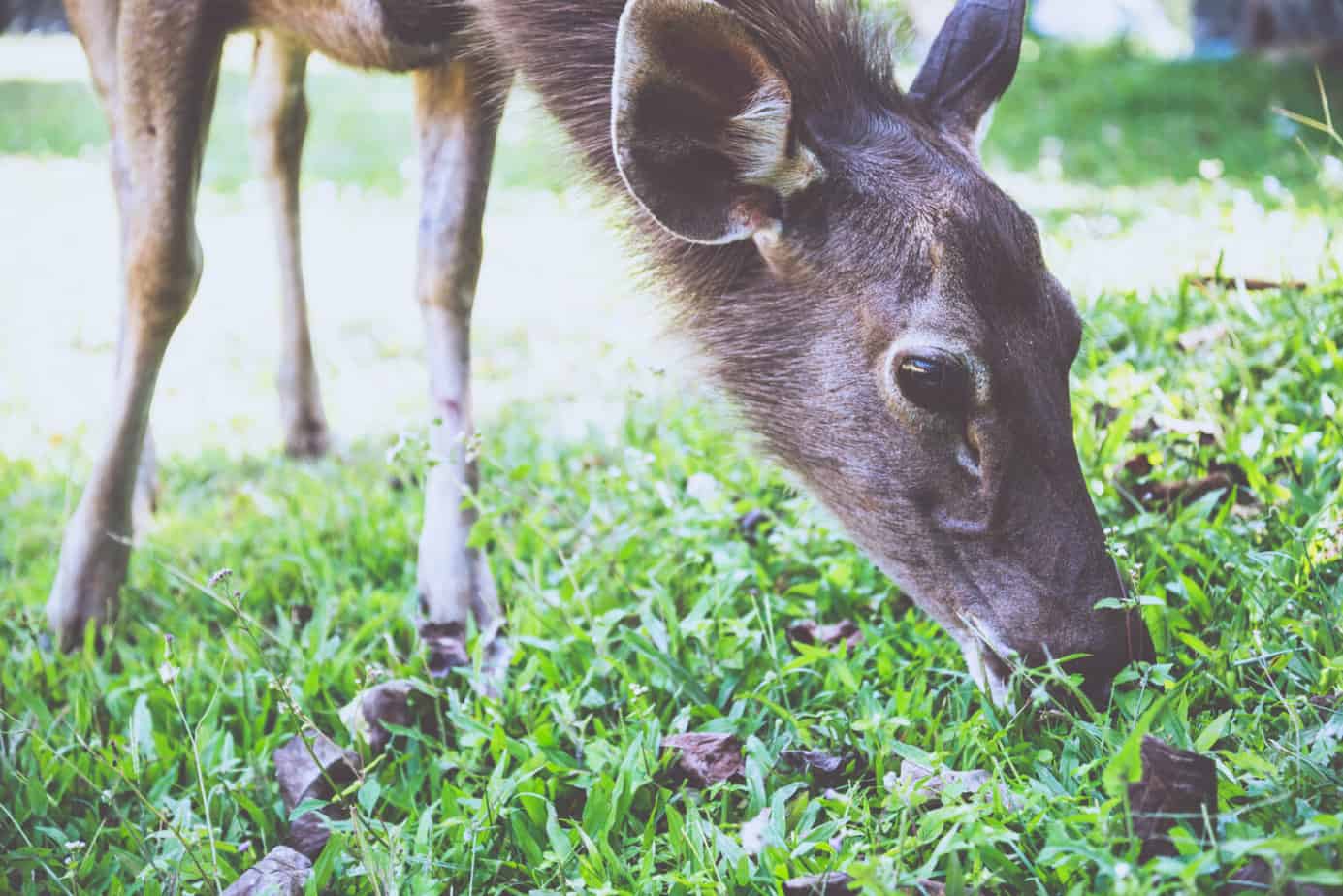 Should I be Worrying About Deer Eating Onions? ODH
