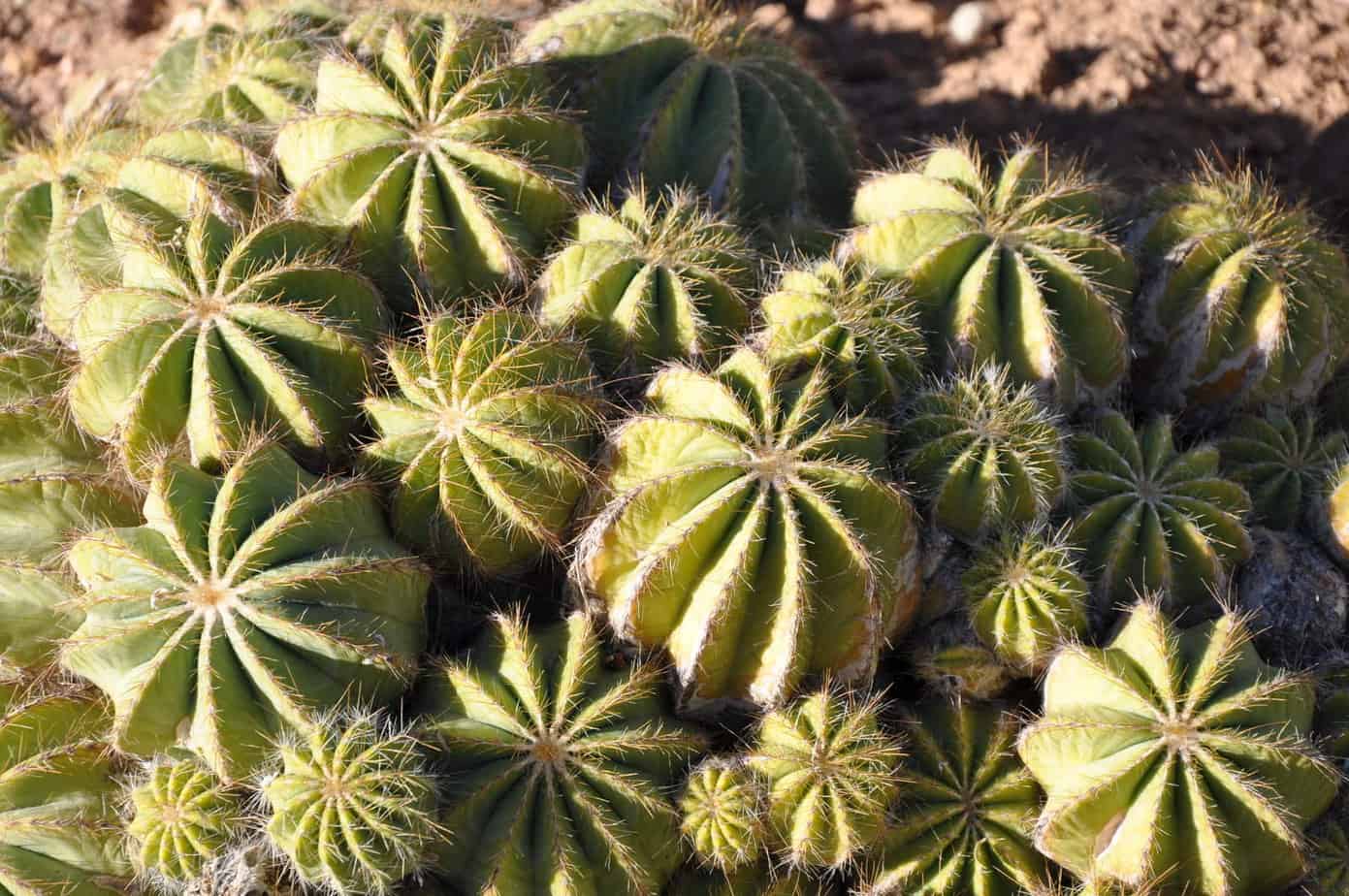 Cactus growing arms.