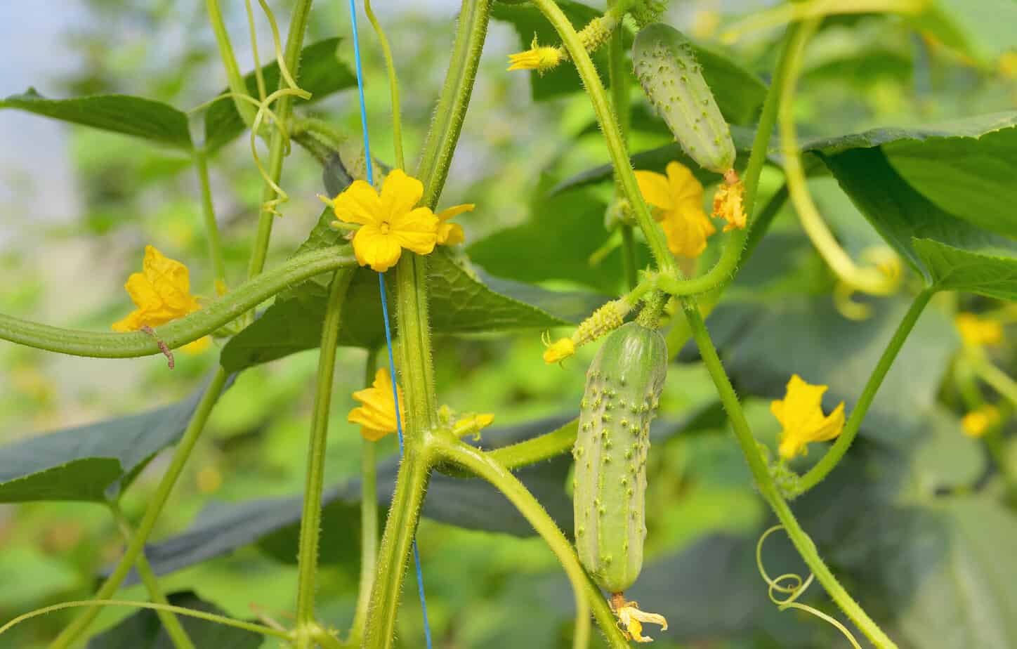 Want to Know why your Cucumbers are Prickly?