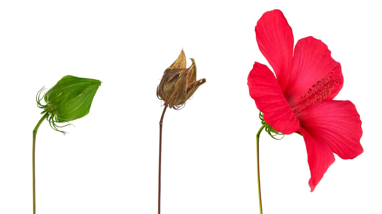 Is My Hibiscus Dead Or Dormant? [PLANT 101] ODH