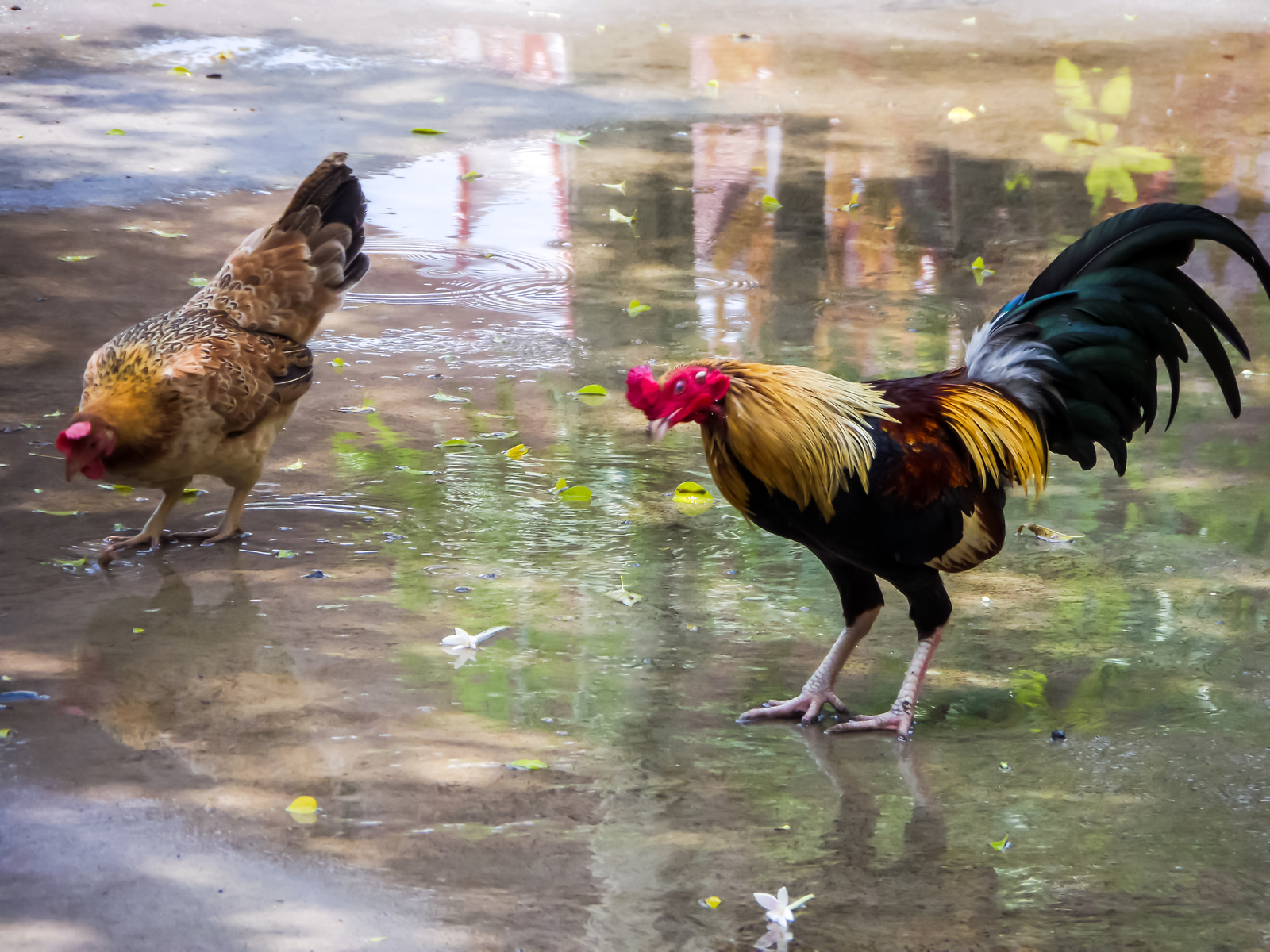 Two chickens feeding in a small enclosure in thailand.