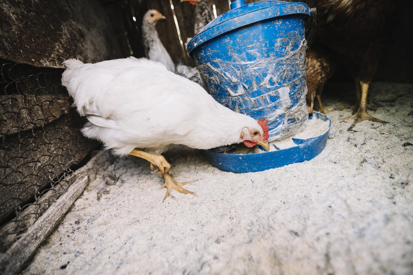 white hen feeding fodder in a chicken coop.