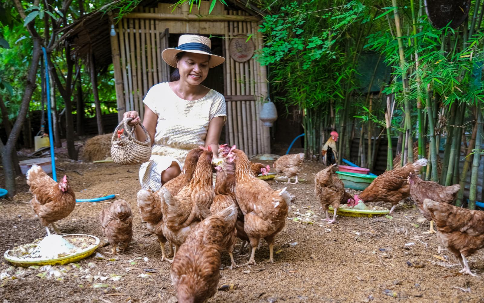 Asian women feeding chickens in Thailand.