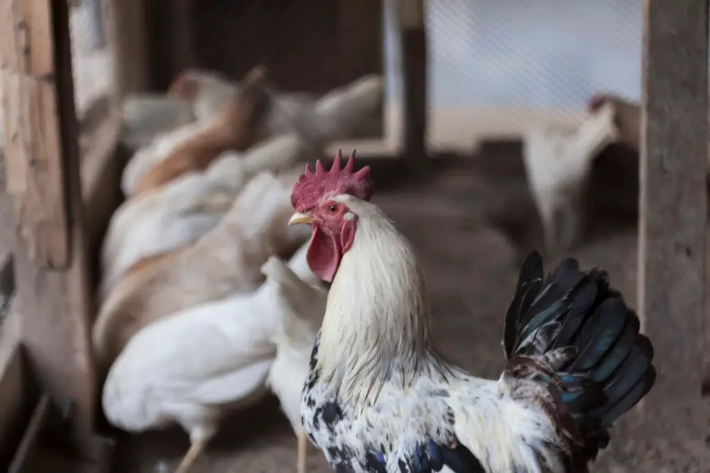 Best Lighting And Heating For A Chicken Coop ODH