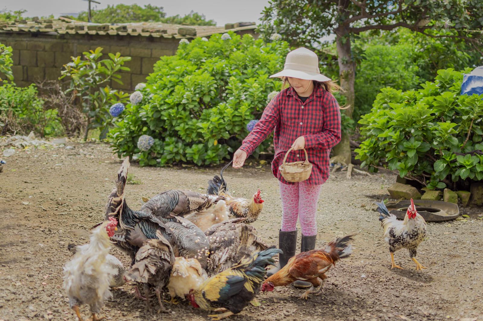farmer girl feeding chickens and turkeys, farmer girl feeding chickens in the yard, girl feeding farm animals, farmer with turkeys and chickens.