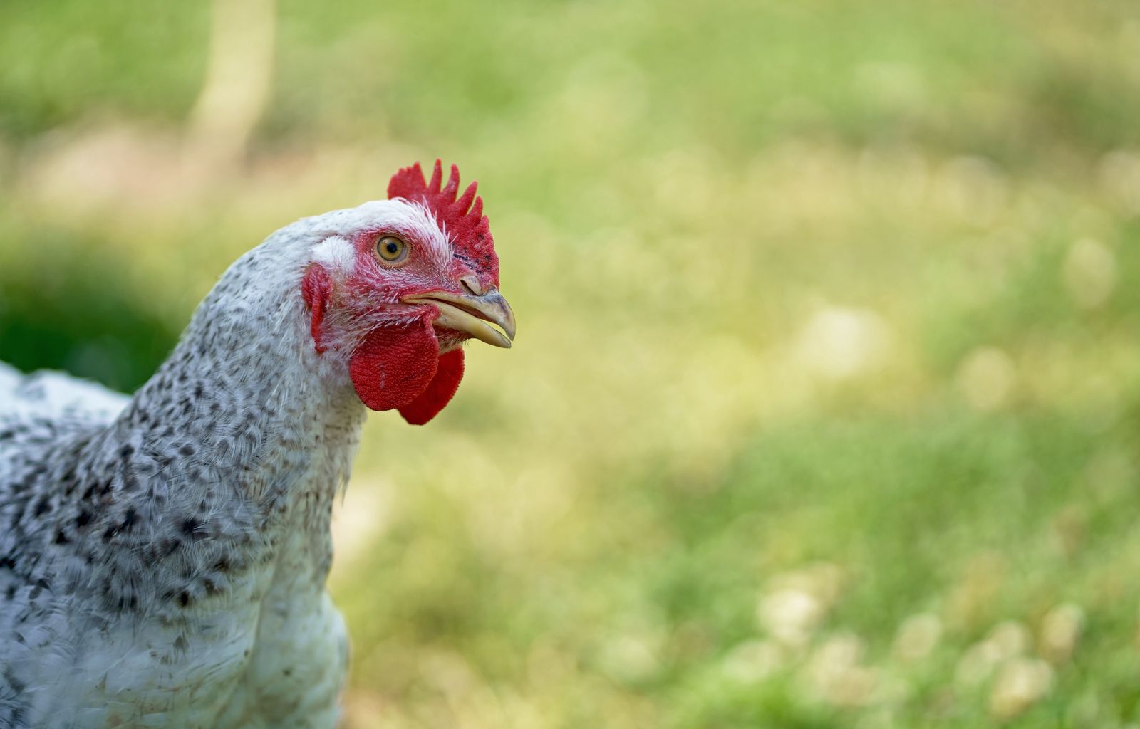 a close up of a chicken against a background of green grass.