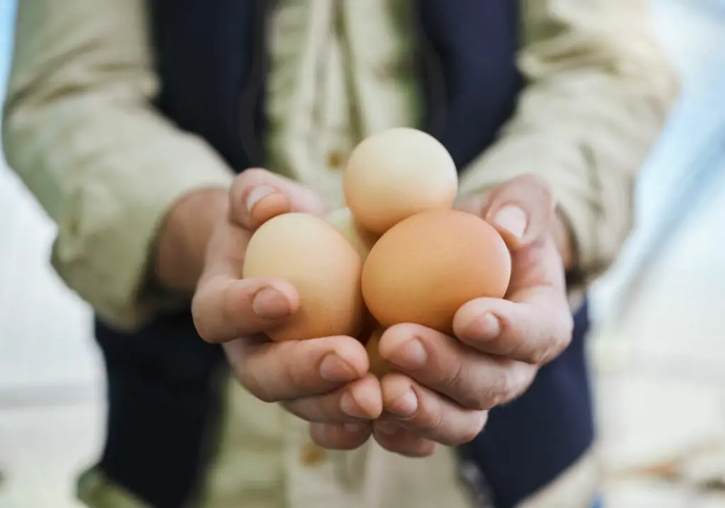 How Many Eggs Can Chickens Lay A Day? | ODH