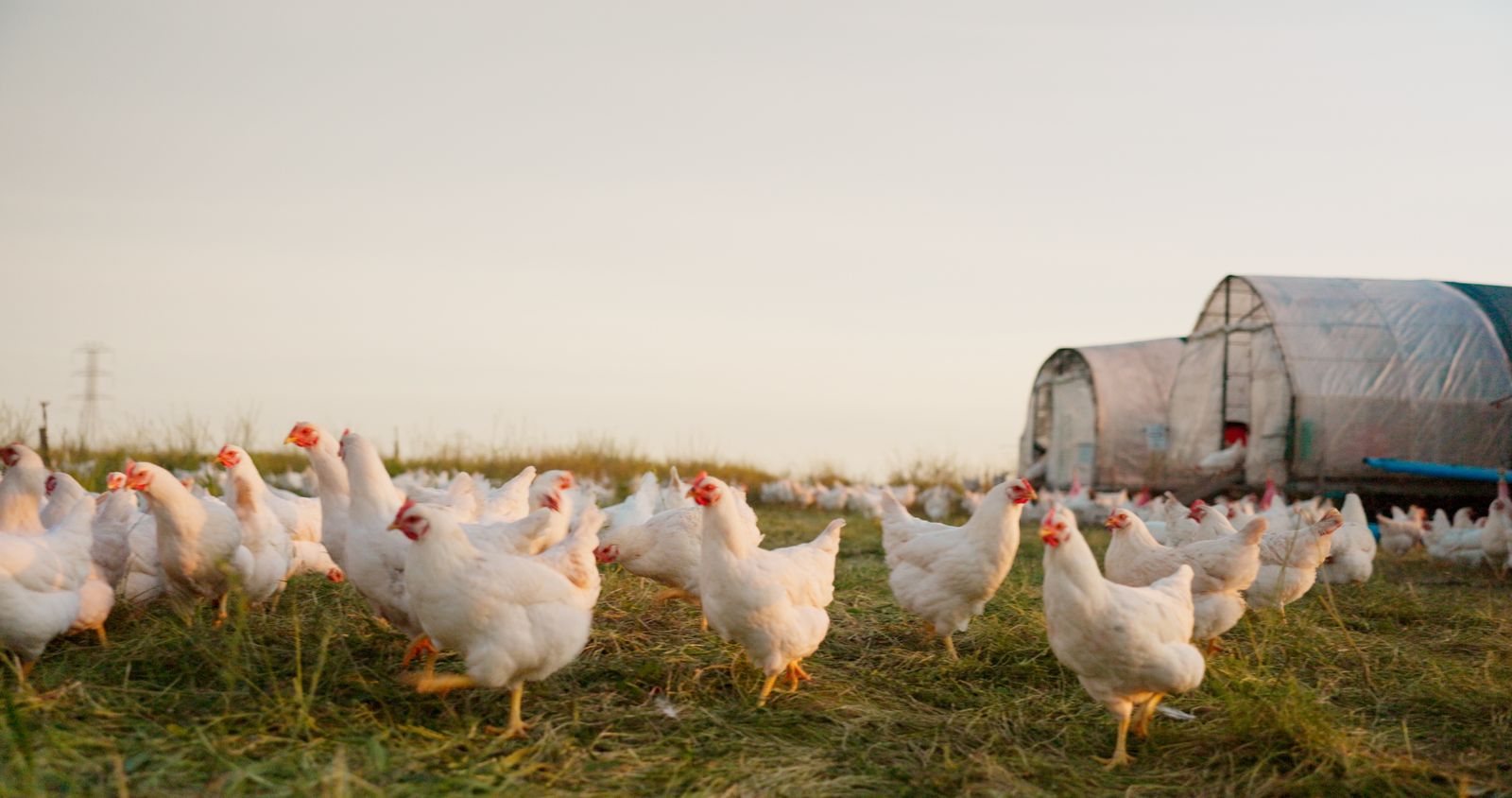 A long shot of chickens in a chicken farm in the countryside.