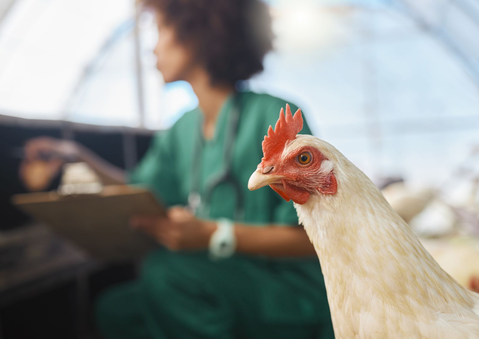A chicken with a vet in the background blurred out.