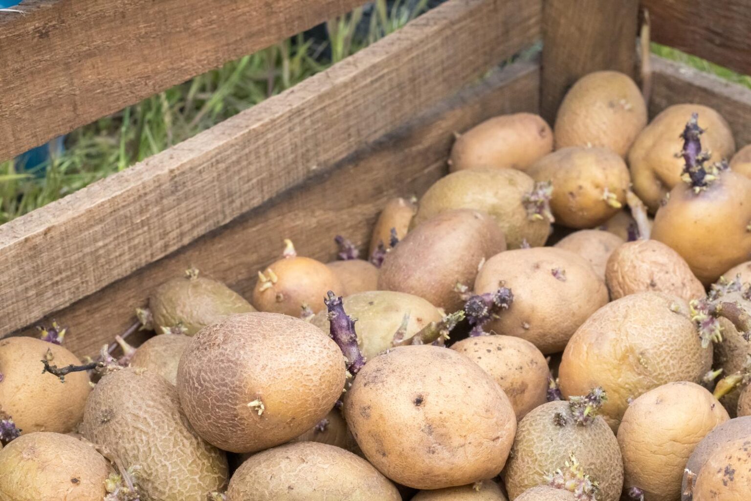 How To Plant Sprouting Potatoes ODH