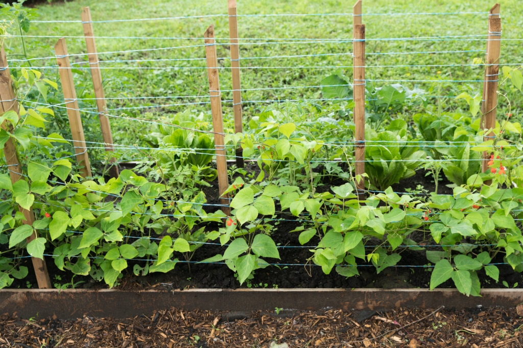 Trellising Vegetables A Comprehensive Guide to Vertical Gardening ODH